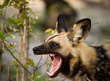 Linyanti Tented Camp: Gähnender Wildhund Linyanti Tented Camp: Gähnender Wildhund