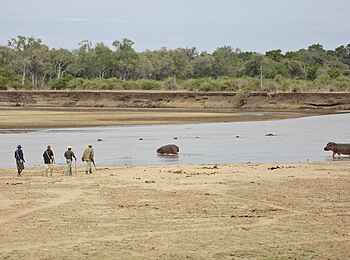 Lion Camp: Flusspferd