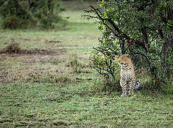 Mara Nyika Camp: Leopard