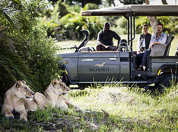 Mombo Camp: Zwei Löwinnen beim Game Drive Mombo Camp: Zwei Löwinnen beim Game Drive