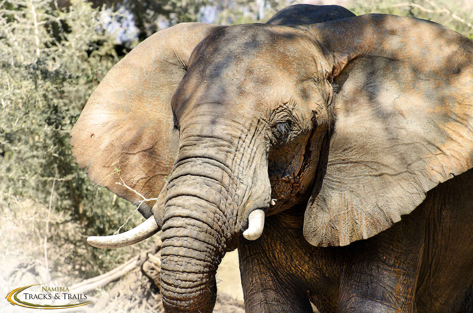 Elefanten, Namibia, Ozondjou, Ozondjou Trails, Trails, Wüste, Zelt, Zelte