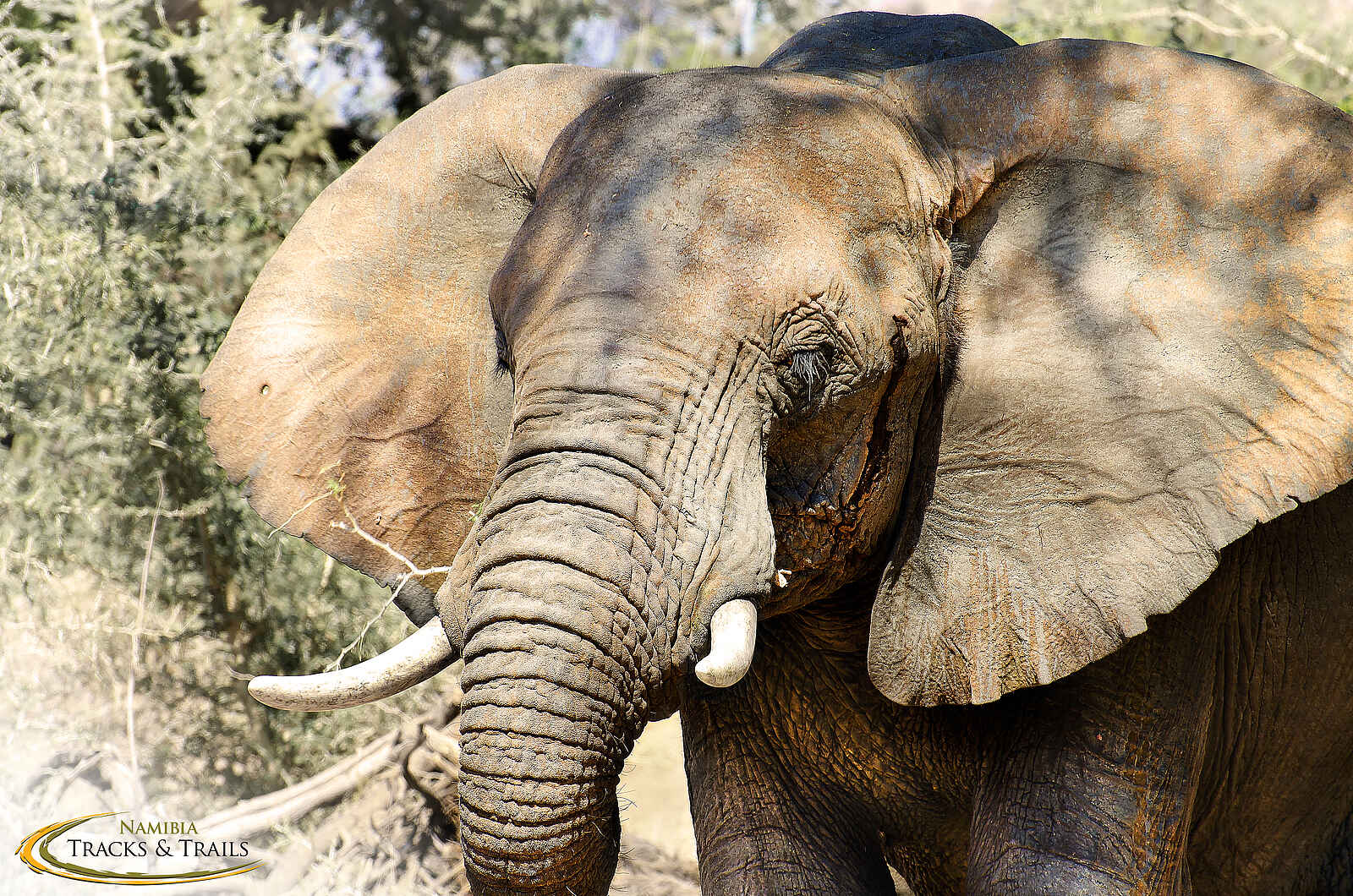 Ozondjou Trails: Elefantenportrait Ozondjou Trails: Elefantenportrait