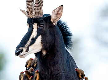 Singita Pamushana Lodge: Säbelantilope mit Oxpeckern