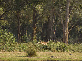 Tusk and Mane Safaris: Fliehendes Impala Tusk and Mane Safaris: Fliehendes Impala