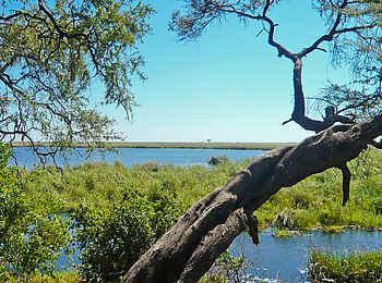 Camp Linyanti: Blick auf offene Lagunen Camp Linyanti: Blick auf offene Lagunen