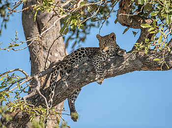 Chitabe Camp: Ein Leopard auf einem Baum