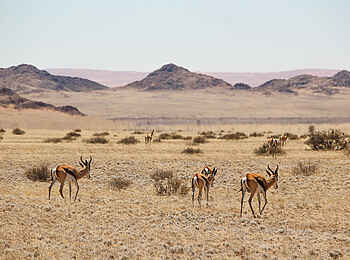 Desert Homestead Outpost: Bewohner der Wüste