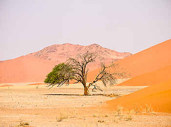 Desert Homestead Outpost: Seltene Vegetation