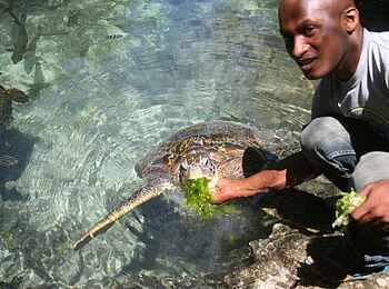 Essque Zalu: Heimat der Meeresschildkröten