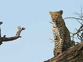 Fothergill Island Luxury Camp: Ansitz