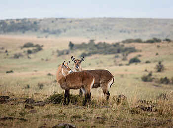 Hemingways River Camp Mara: Antilopen