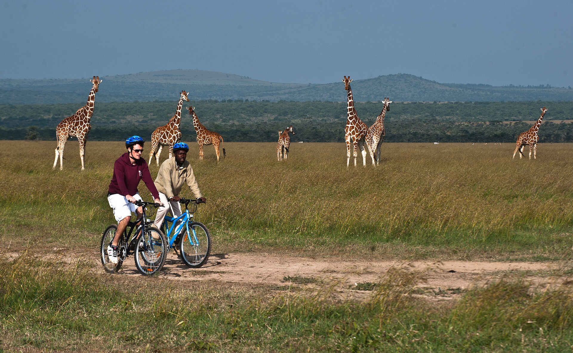 Kenia, Kicheche Camps, Kicheche Laikipia Camp, Laikipia-Plateau, Ol Pejeta Conservancy, Busch, Fahrradsafari, Fahrradtour, Giraffen, Afrikarma, Afrikarma Safaris, Afrikarma Safaris – Wildnis. Hautnah., afrikarma.de