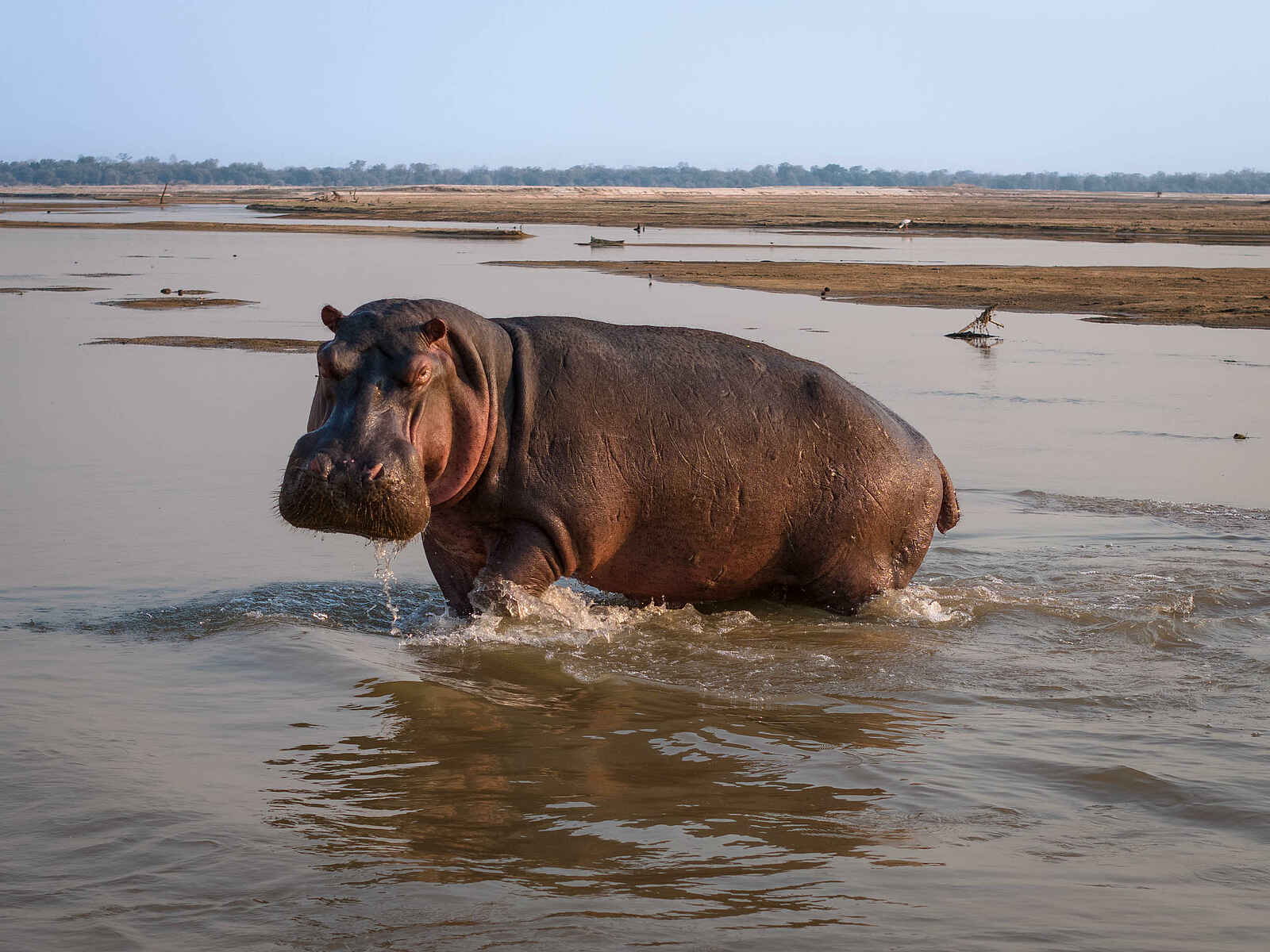 Kulandila Camp: Ein Nilpferd Kulandila Camp: Ein Nilpferd