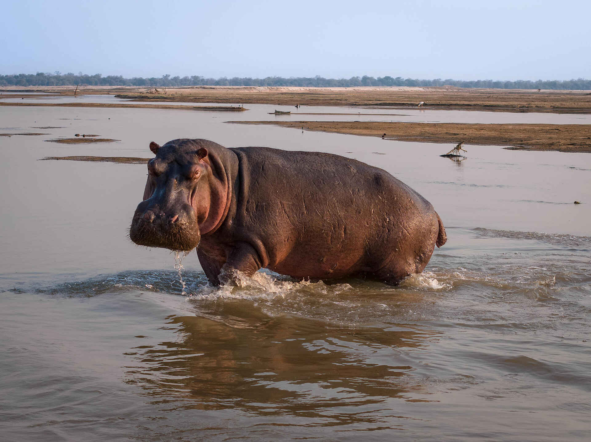 Kulandila Camp: Ein Nilpferd