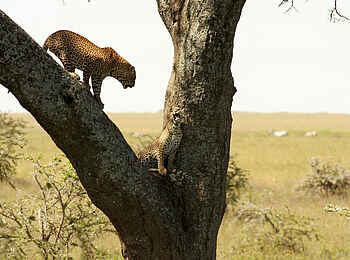 Lemala Ewanjan: Leoparden