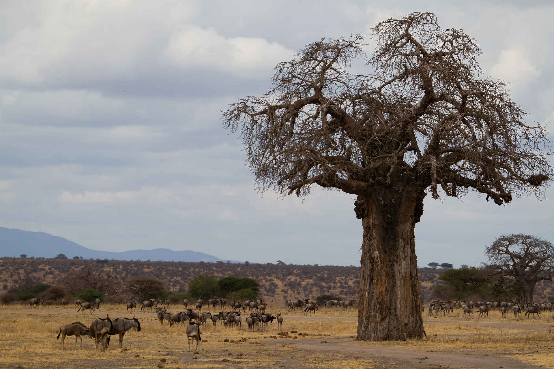 Little Chem Chem: Grasende Gnus Africa, Afrika, Afrikarma, Aktivitäten, Anti-Wilderei, Buschwanderungen, Fabia Bausch and Nicolas Negre, Fabia Bausch und Nicolas Negre, Familie, Heißluftballon-Fahrten, Hubschrauber-Safaris, Information, Informationen, Kaiti, Kinder, Little Chem Chem, Manyara, Massai Dörfer, Nachhaltigkeit, Nachtpirschfahrten, Naturschutz, Nordtansania, Pirschfahrten, Reise, Reisen, Safari, Tansania, Tanzania, Tarangire Fluss, Tarangire National Park, Tarangire River, Tarangire-Nationalpark, Urlaub, Vollpension, Walkingsafaris, www.afrikarma.de, Baum, dicker Baumstamm, Gnu, Gnuherde, Gnus, Grasende Gnus, Burungi See, Lake Burungi, north tanzania, Bilder, Buchen, Buchung, Chem Chem Wildlife Concession, Reiseveranstalter, Fauna, chem chem lodge, Tiere