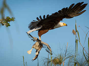 Little Vumbura: Ein Schreiseeadler mit Beute Little Vumbura: Ein Schreiseeadler mit Beute