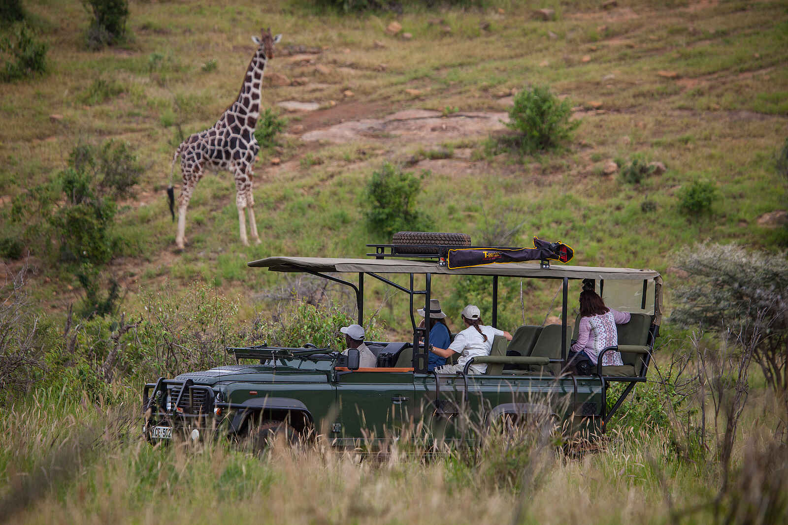 Loisaba Tented Camp: Giraffen-Begegnung Loisaba Tented Camp: Giraffen-Begegnung