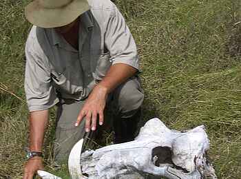 Macatoo Camp: Tierschädel