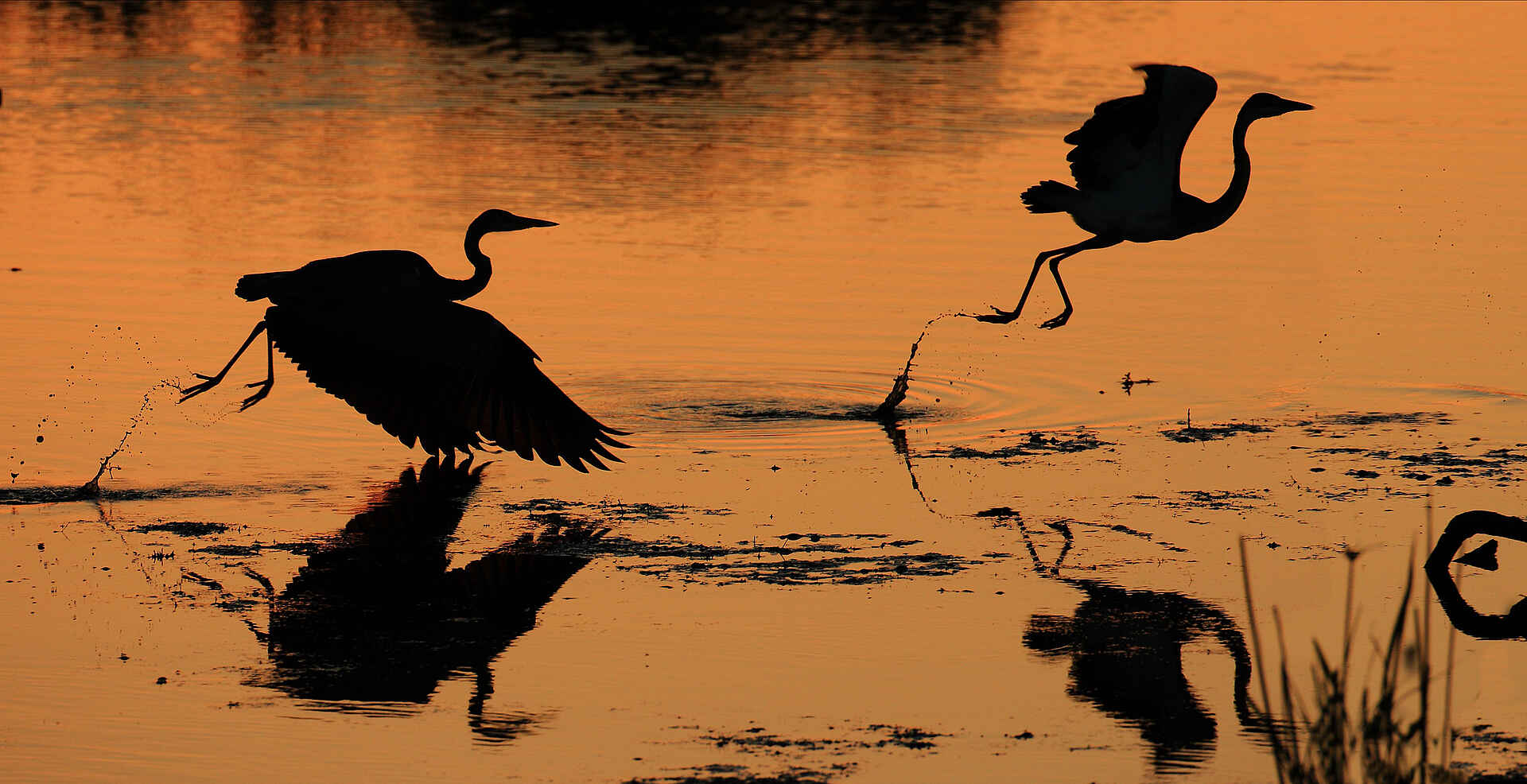 Fluss Sohebele, Kruger National Park, Krüger-Nationalpark, Motswari, Motswari Game Lodge, Motswari Private Game Reserve, Sohebele, Südafrika, Timbavati, Timbavati Nature Reserve, Natur, Pirschfahrt, Vögel, Vogelbeobachtung, Wasser, Afrikarma, Afrikarma Safaris, Afrikarma Safaris - Wildnis. Hautnah., afrikarma.de