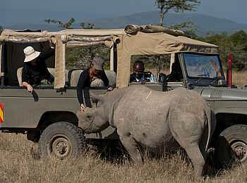 Ol Pejeta Bush Camp: Nashorn am Jeep Ol Pejeta Bush Camp: Nashorn am Jeep
