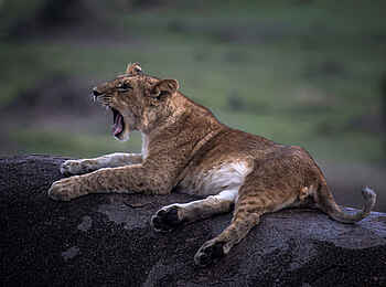 Olakira Camp: Löwenjunges Olakira Camp: Löwenjunges