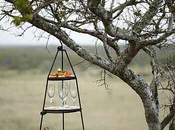Phinda Mountain Lodge: Bar im Baum Phinda Mountain Lodge: Bar im Baum