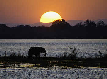 Ruckomechi Camp: Elefant im Sonnenuntergang Ruckomechi Camp: Elefant im Sonnenuntergang