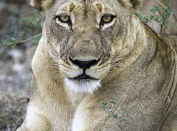 Ruckomechi Camp: Löwenaugen Ruckomechi Camp: Löwenaugen