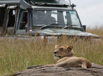 Sand River Masai Mara Camp: Löwe Sand River Masai Mara Camp: Löwe
