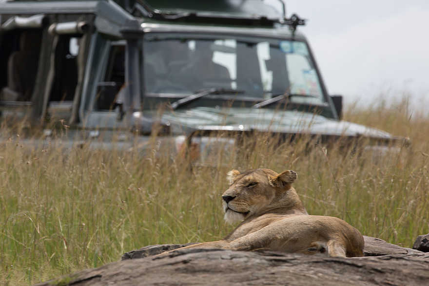 Sand River Masai Mara Camp: Löwe Sand River Masai Mara Camp: Löwe
