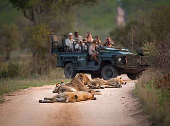 Singita Boulders Lodge: Löwen blockieren die Piste