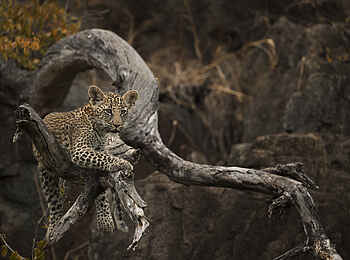 Singita Castleton: Leopard Singita Castleton: Leopard