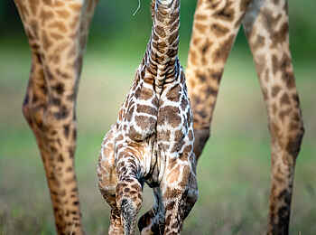 Singita Milele: Giraffenbaby