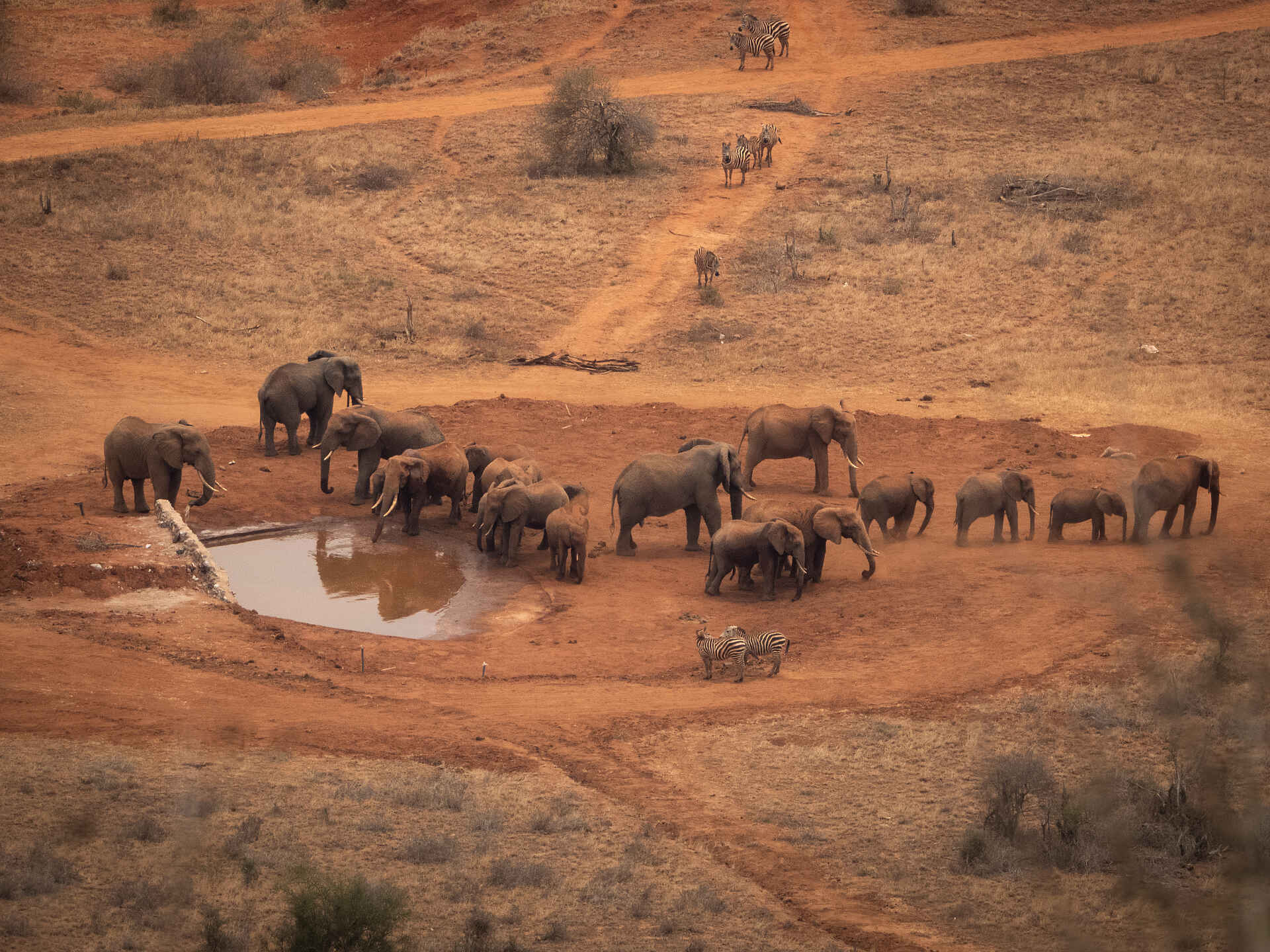 Soroi Lions Bluff Lodge: Elefanten an einer Wasserstelle Soroi Lions Bluff Lodge: Elefanten an einer Wasserstelle