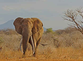 Soroi Luxury Migration Camp: Elefant