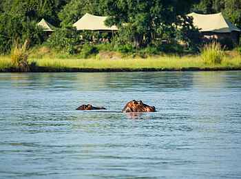 Tembo Plains Camp: Nilpferde