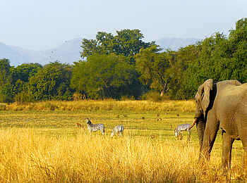 Three Rivers Camp: Elefant und Zebras