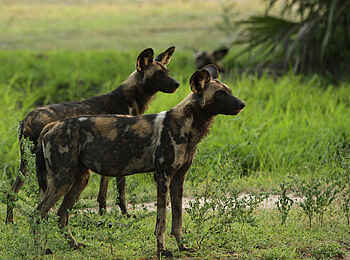 Ubuntu Migration Camp: Wildhunde