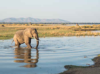 Chikwenya Camp: Elefant auf Flussebene