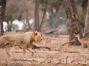 Chikwenya Camp: Löwenmännchen und Impala
