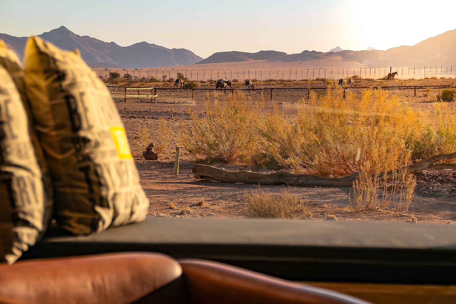 Desert Homestead: Außblick auf die Pferde Desert Homestead: Außblick auf die Pferde
