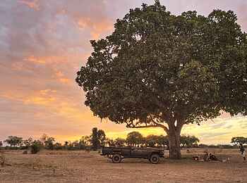 Lion Camp: Sundowner unter einem Baum