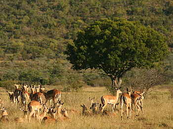 Makweti Safari Lodge: Eine Herde Impalas