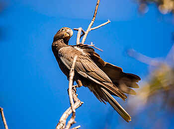 Namoroka Tsingy Camp: Vasapapagei