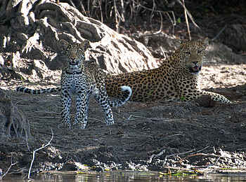 Ntemwa Busanga Bushcamp: Leopard mit seinem Jungen