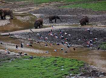 Sangha Lodge: Waldelefanten und Graupapageien Sangha Lodge: Waldelefanten und Graupapageien