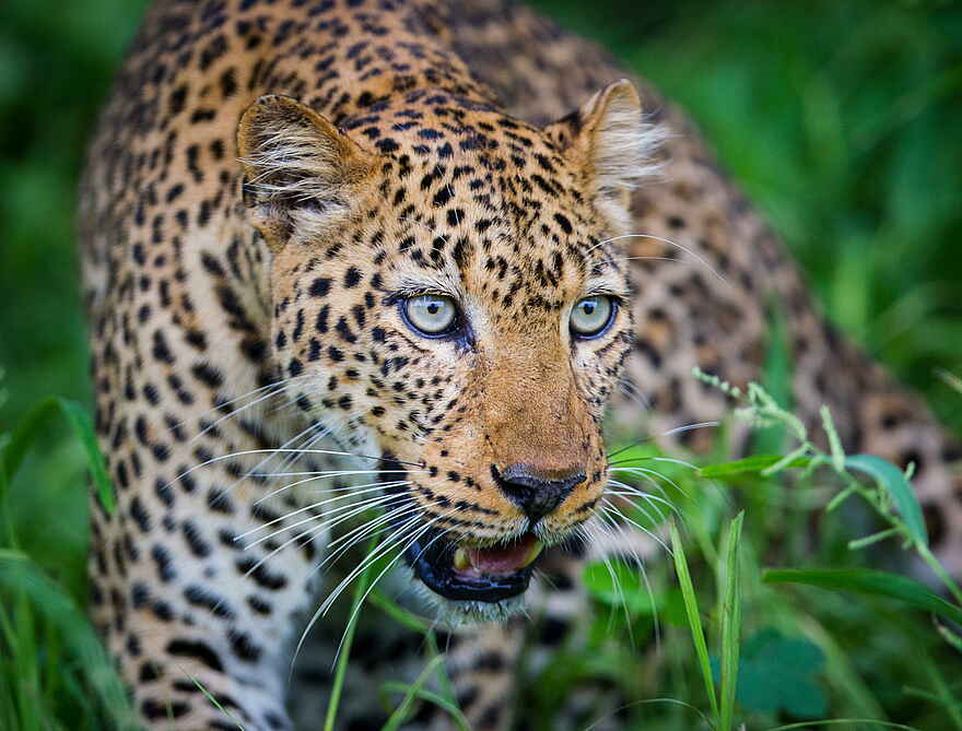 Time + Tide Luwi: Dem Leoparden recht nah Time + Tide Luwi: Dem Leoparden recht nah