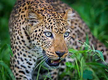 Time + Tide Luwi: Dem Leoparden recht nah