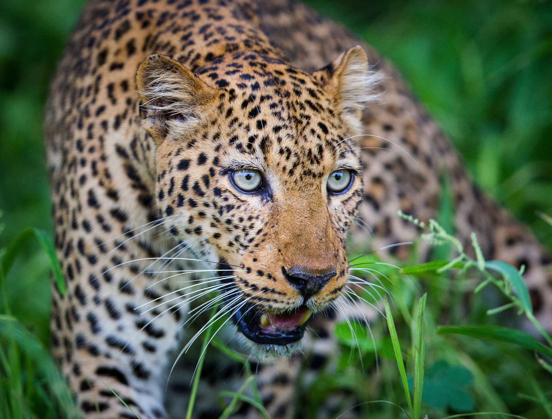 Time + Tide Luwi: Dem Leoparden recht nah